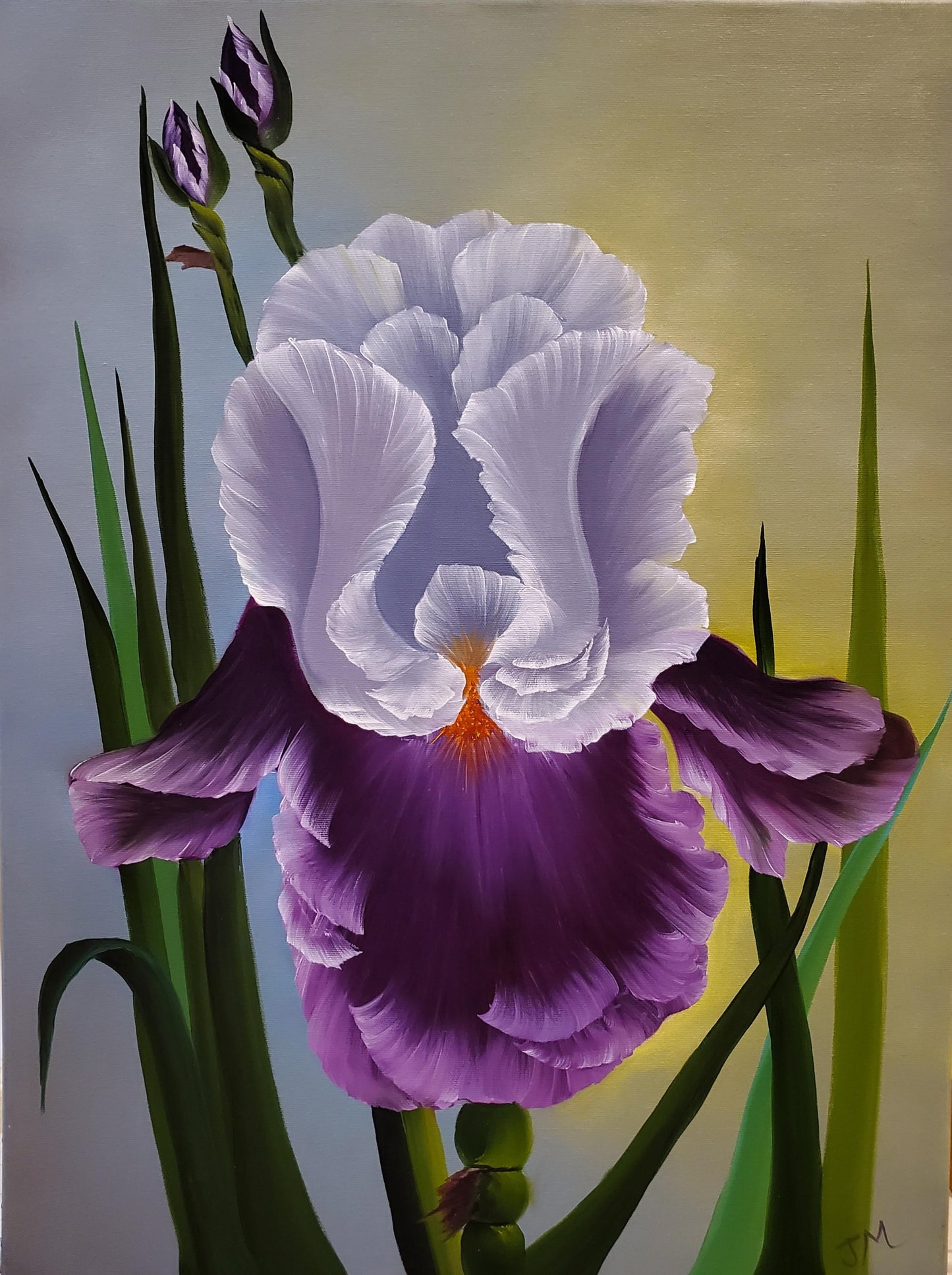 18x24 Iris