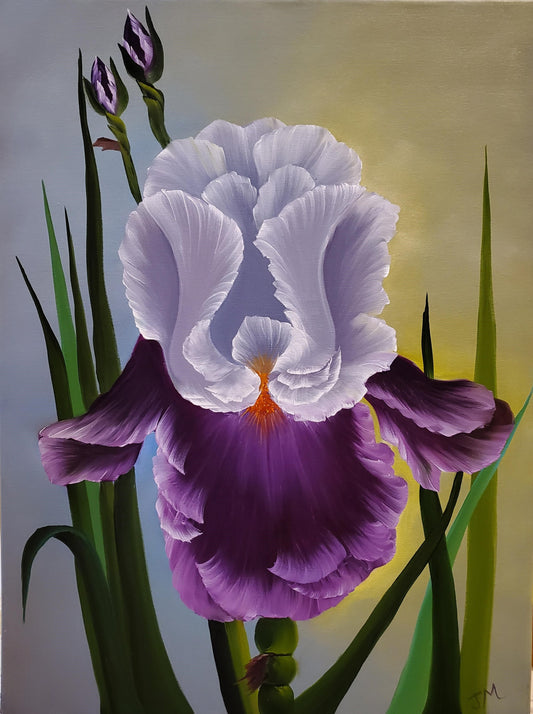 18x24 Iris